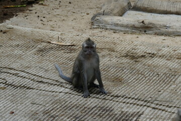 japanese macaque sitting on the ground