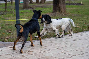 Big and small dogs are friends on street. Two cute city dogs, spaniel and German pinscher on leash, meet and sniff in park outdoors