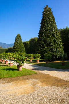 The Lemon garden in the Villa Marlia located in Capannori, near Lucca in Tuscany, Italy. It is a italian Renaissance royal palace with large gardens.