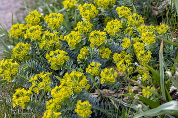 Green flowers of Myrtle Euphorbia myrsinites, the myrtle spurge, blue spurge or broad-leaved glaucous-spurge