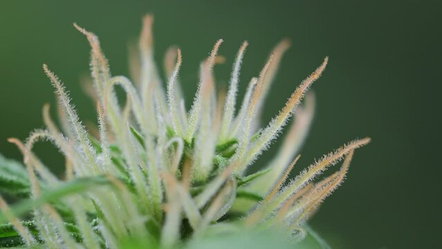 Closeup of flowering cannabis indica sativa female bud. Trichomes and hairs of marijuana bud flower. Medical cannabis growing. UHD 4k video. Slight dolly move