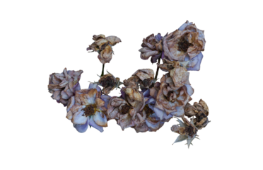 Dried rose on a white background