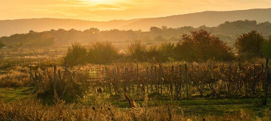 Old vineyards in autumn sunset with hedges and hills on outskirts of Bratislava