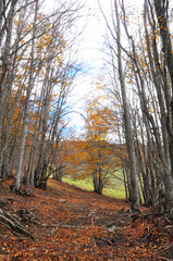 Fototapeta premium foto verticale di faggi durante l'autunno nel bosco