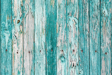 Old wooden plank fence with grunge texture of turquoise paint peeling off 