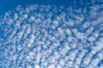 Fototapeta na wymiar White fluffy clouds on blue sky, altocumulus clouds regular pattern cloudscape