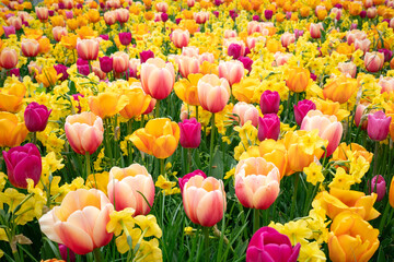 Tulips and daffodils colourful flower field in yellow, purple, orange & pink