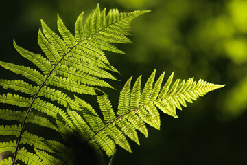 Backlit fern fronds close-up with defocused shady forest background