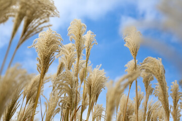Fluffy pampas grass Miscanthus sinensis in low-angle view with sky