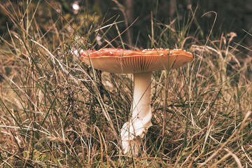 Beautiful - Red Fly Agaric Mushroom in Forests - Amanita Muscaria - Toadstool - Close-Up - Herbst...