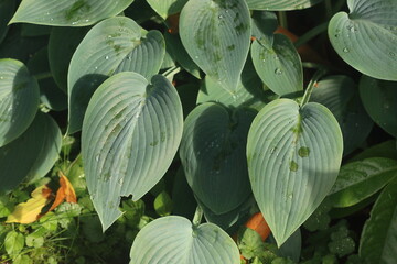 leaves of Hosta which is a genus of plants commonly known as hostas - obrazy, fototapety, plakaty