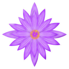 Fototapeta premium purple lotus flower