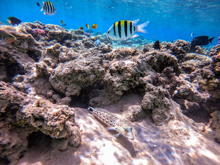 Speckled sandperch fish (Parapercis hexophthalma) on sand at coral reef..