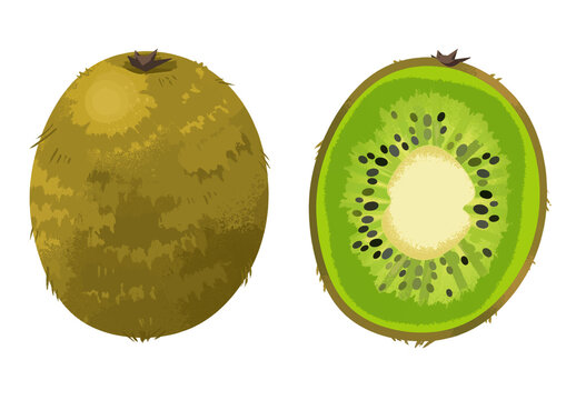 Illustrated kiwi fruit sliced whole graphic icon isolated on a white background