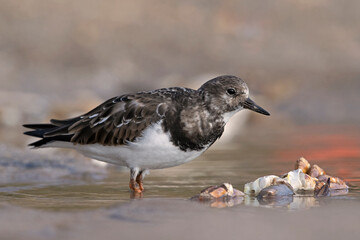 Ruddy Turnstone (Arenaria interpres) foraging for food next to a harbour on the East Yorkshire coast