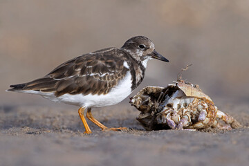 Ruddy Turnstone (Arenaria interpres) foraging for food next to a harbour on the East Yorkshire coast - 679653383