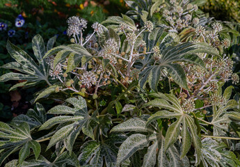 Fototapeta premium Beautiful Fatsia japonica 'Spider's Web' full blossom in Autumn. Winter Flowers and Leaves of a Japanese aralia or Castor Oil Plant, Copy space, Selective Focus.