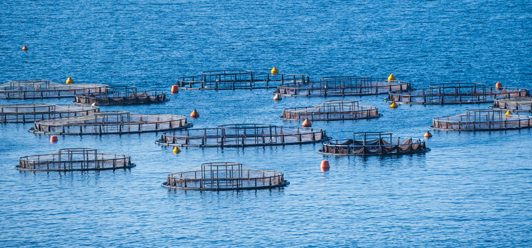 View of sea fish farm cages and fishing nets, farming dorado, sea bream and sea bass, process of feeding the fish.