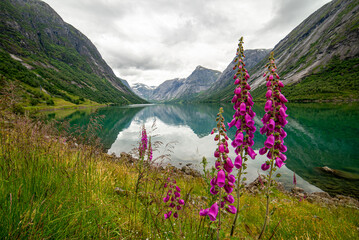 Wild flowers on the shore of a lake in western Norway.