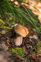 Boletus mushroom in the wild. Porcini mushroom grows on the forest floor at autumn season..