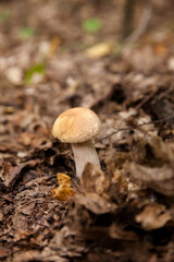 Single Boletus mushroom in the wild. Porcini mushroom grows on the forest floor at autumn season..