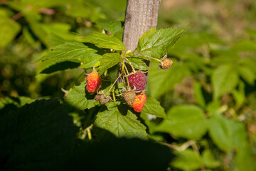 Ripe and unripe raspberry in the fruit garden. Growing natural bush of raspberry. Branch of raspberry in sunlight.