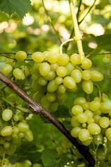 Bunch of green grapes in the garden.