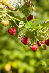 Ripe and unripe raspberry in the fruit garden. Growing natural bush of raspberry. Branch of raspberry in sunlight.