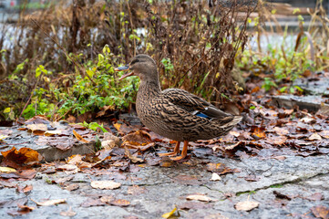 Female mallard standing near Black river Orebro