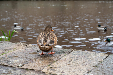 Female mallard standing near Black river Orebro
