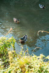 Beautiful duck swimming on the Stort river in Bishop's Stortford, England