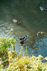 Beautiful duck swimming on the Stort river in Bishop's Stortford, England