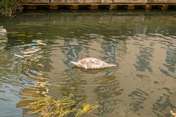 Beautiful duck swimming on the Stort river in Bishop's Stortford, England
