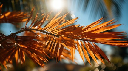 Sunny Warm Winter Time Palm Desert, HD, Background Wallpaper, Desktop Wallpaper