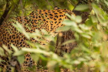 Indian wild male leopard or panther or panthera pardus fusca camouflage in monsoon green grass in safari at national park or reserve forest of india asia