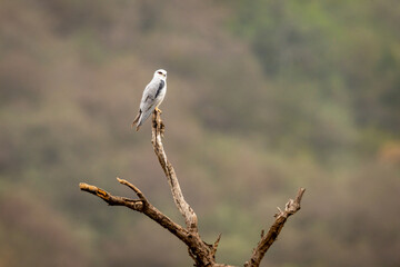 black winged shouldered kite or elanus caeruleus bird portrait or small raptor and hunter perched high on tree trunk during winter migration at forest of central india