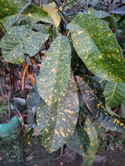 leaves of Variegated Croton in the garden