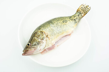 A fresh mandarin fish