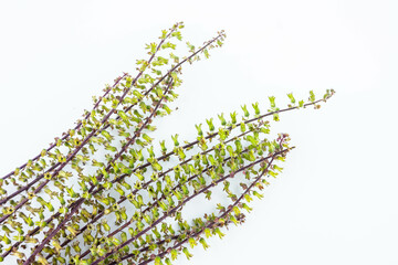 Naklejka premium Fresh Chinese Herbal Perilla Seed Ears