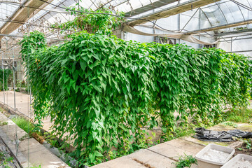 Yams grown in greenhouses