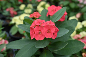 Closeup red euphorbia milii , crown of thorns