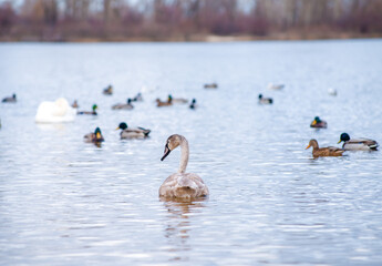 Beautiful white swans, both individually and in groups, peacefully gliding across the lake.
