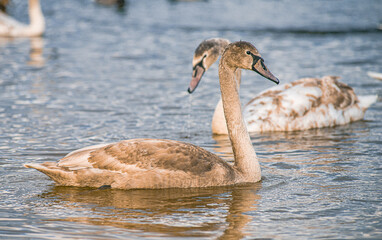 Beautiful white swans, both individually and in groups, peacefully gliding across the lake.
