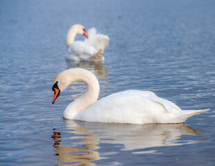 Naklejka premium An elegant white swan gracefully arching its neck on the water.