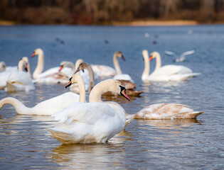 Beautiful white swans, both individually and in groups, peacefully gliding across the lake.
