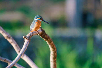 カワセミ　美しい鳥	