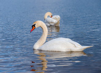 An elegant white swan gracefully arching its neck on the water.





