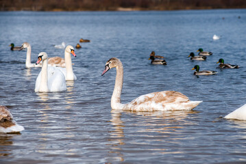 Beautiful white swans, both individually and in groups, peacefully gliding across the lake.
