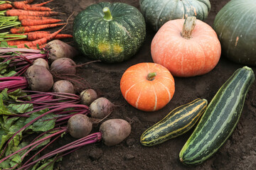 Organic autumn vegetables harvest in garden. Fresh carrot, beetroot, zucchini and colorful pumpkins on soil ground