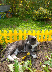 A gray cat lies on its side in a flowerbed and looks to the side with curiosity against the background of a yellow decorative fence, a wheelbarrow and a flowering cinquefoil bush in the garden.  - obrazy, fototapety, plakaty